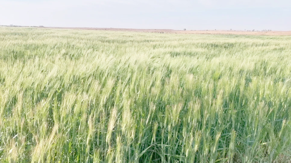 بعد رصد مرض «الصدأ الأصفر» ببعض مزارع القمح..   وزارة الفلاحة تدعو إلى اليقظة واتخاذ الإجراءات الوقائية